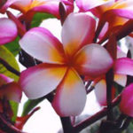 Beautiful Lani Beauty plumeria hybrid