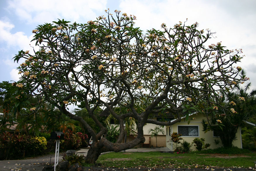 Massive plumeria tree