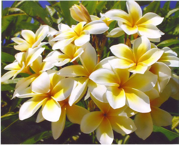 Gallery – Just Plumeria – Hawaiian Hybrid Cuttings