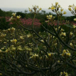 Plumeria Groves in Hawaiia
