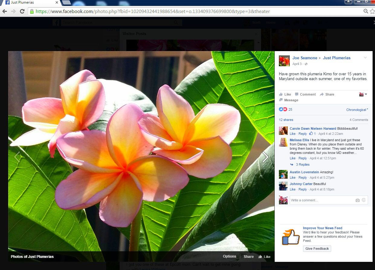 Blooming in Maryland