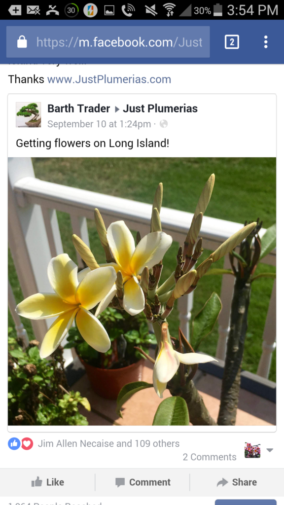 Just Plumeria Bloom Long Island
