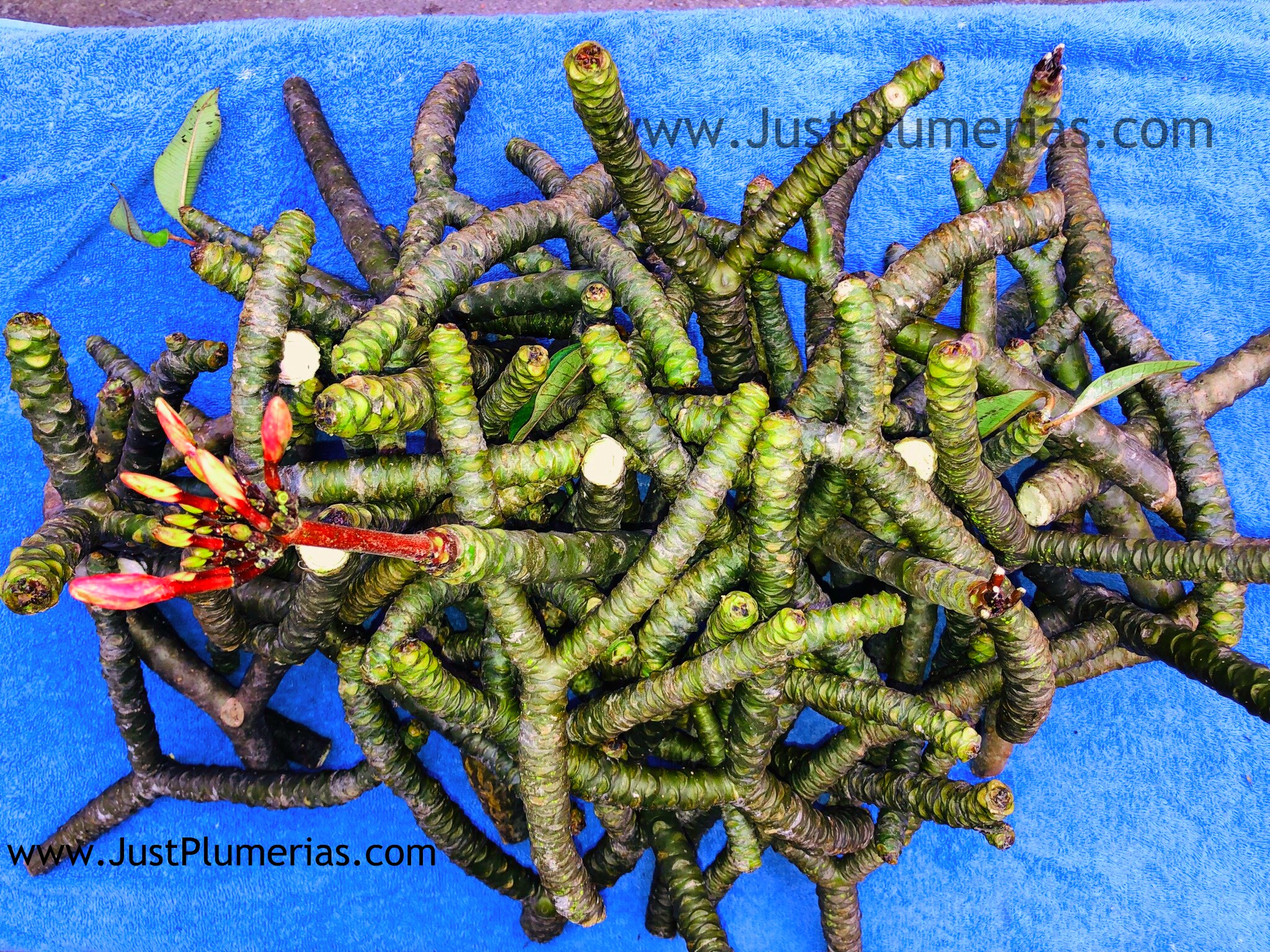 plumeria cuttings for sale Just Plumeria