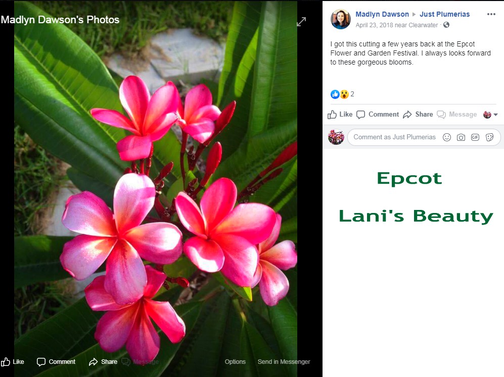Lani plumeria purchased at Epcot