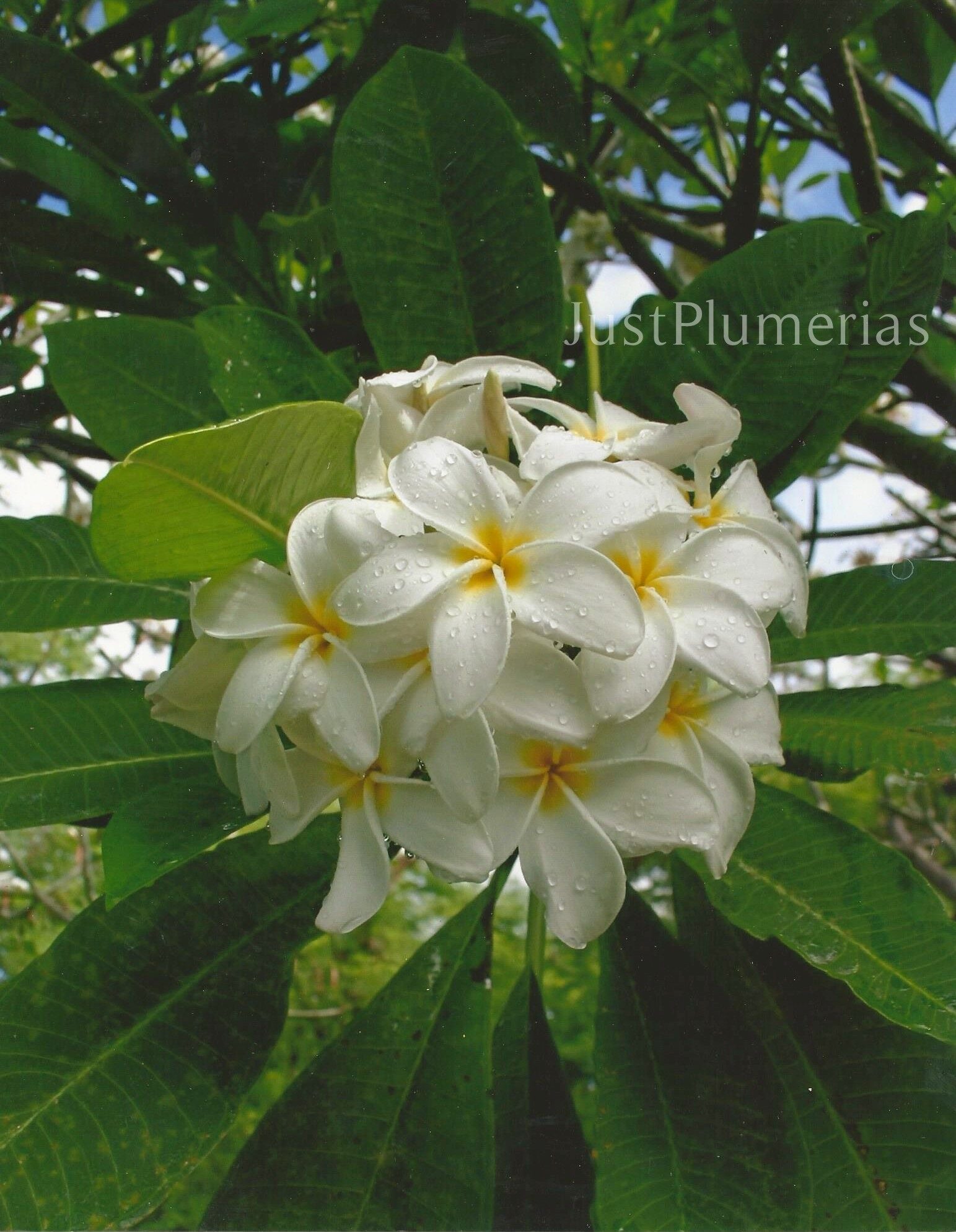 white plumeria