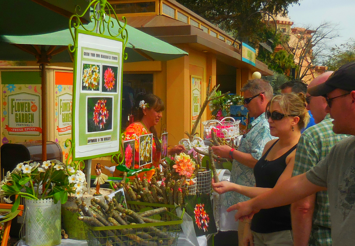 Just Plumerias display at Epcot International Flower and Garden Festival