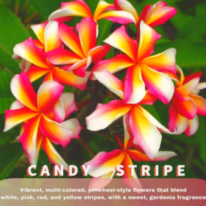 Candy Stripe Plumeria Cutting - Red white and yellow striped hawaiian flower