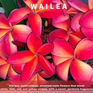 Wailea Plumeria Cutting - Pink and Orange bloom with golden center
