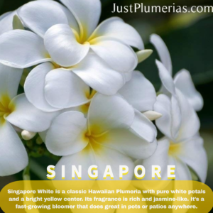 King Kalakaua Plumeria - White flower with yellow center, easy to root