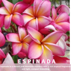 Espinada Plumeria Cutting - Pink flower with yellow throat
