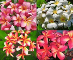 Hawaiian Plumeria Variety Pack Collage