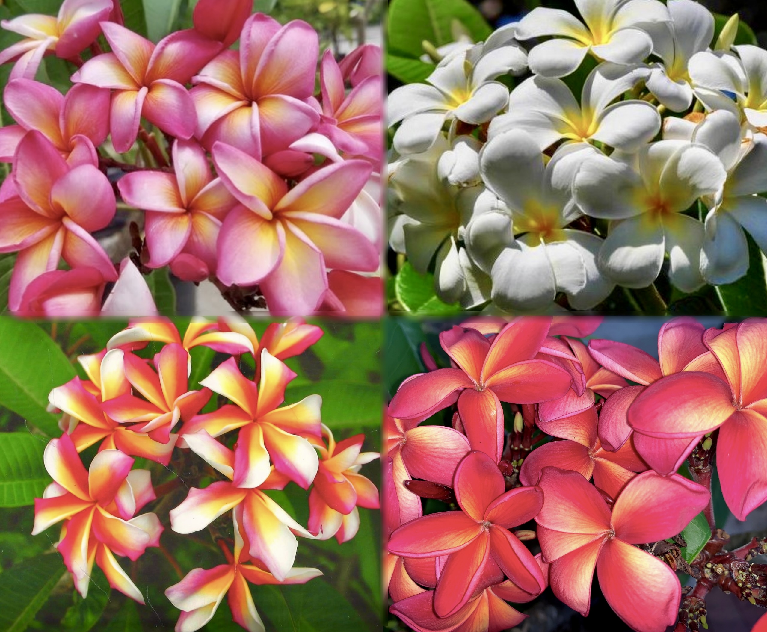 4 Colors of Hawaiian Plumeria Cuttings