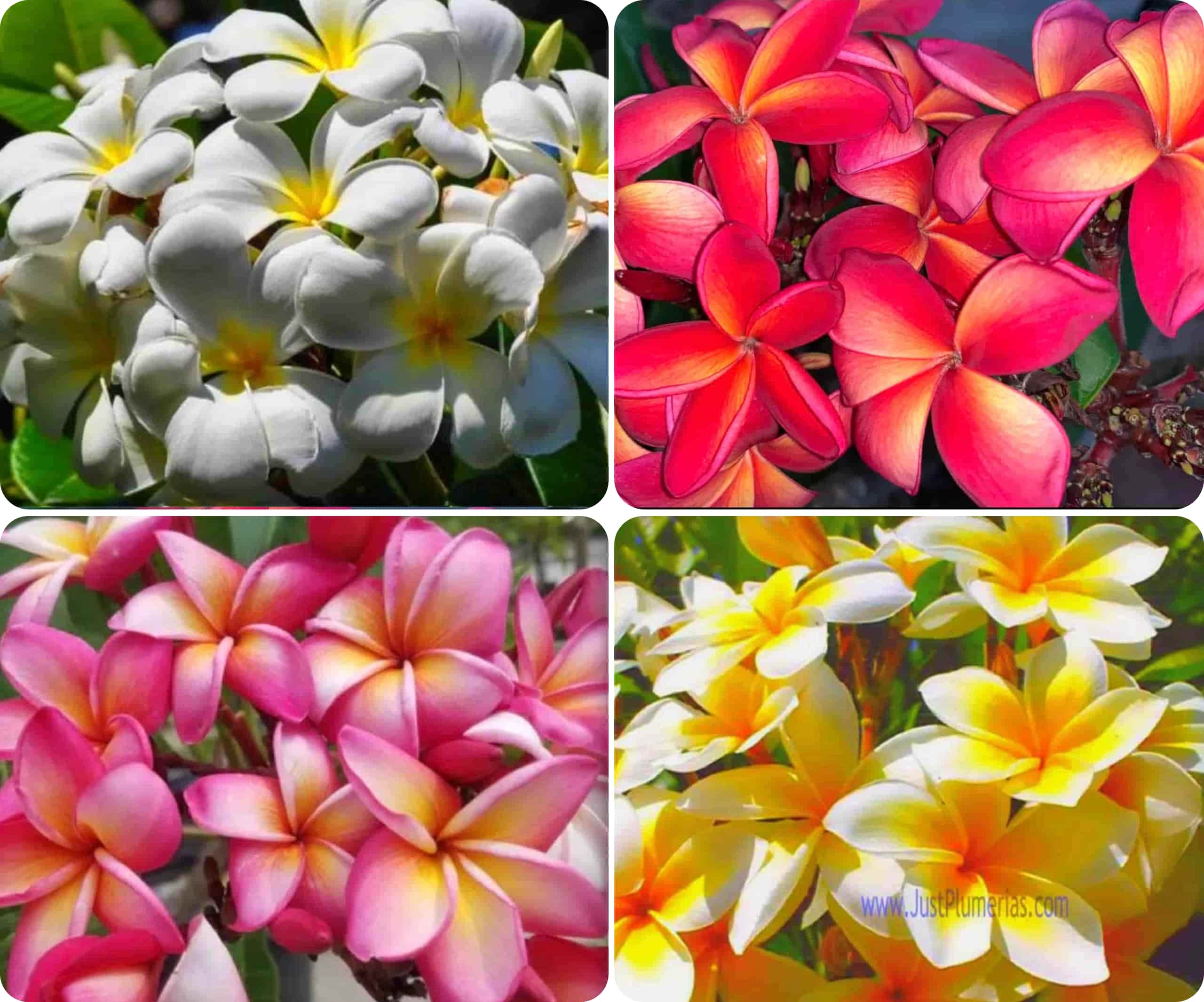 Buy Plumeria Cuttings Online - Fresh Hawaiian Hybrids