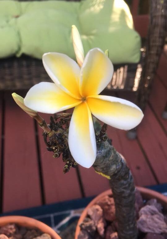 Plumeria in bloom Maryland Plumeria in bloom Maryland